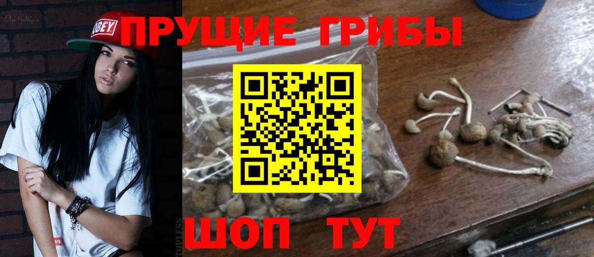 Краснознаменск  Галлюциногенные грибы Psilocybe  Вход с VPN 